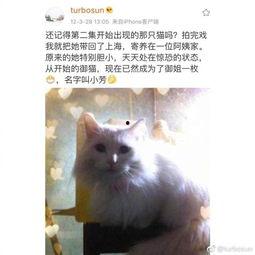 娱乐吃瓜君网红虐猫