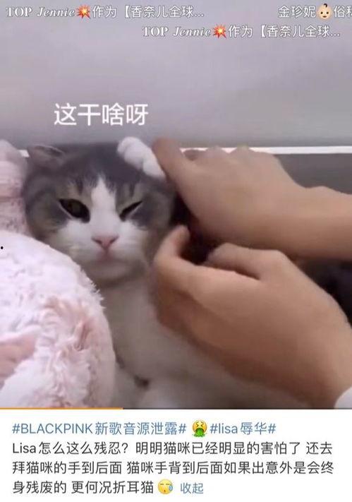 娱乐吃瓜君网红虐猫