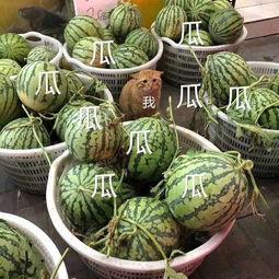 娱乐吃瓜壁纸,揭秘明星幕后故事,带你领略娱乐圈风云变幻