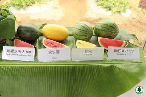 娱乐吃瓜壁纸,揭秘明星幕后故事,带你领略娱乐圈风云变幻